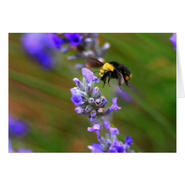 Bijen in Lavender (Voorkant Horizontaal)