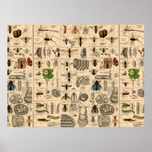 Bijen Insect Bug Wasp Natuurlijke Geschiedenis Poster