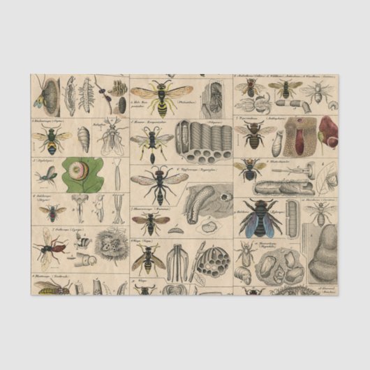 Bijen Insect Bug Wasp Natuurlijke Geschiedenis Tissuepapier (Voorkant)