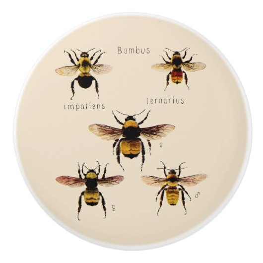  bijen keramische knop (Voorkant)