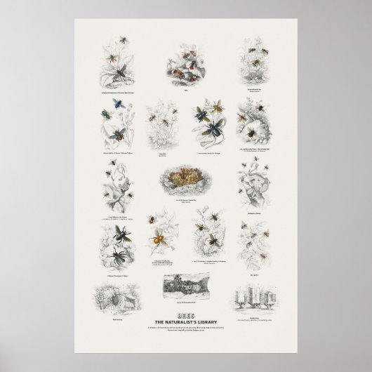 Bijen - Naturalist's Library Poster (Voorkant)
