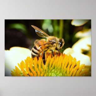 Bijen op Coneflower, Poster