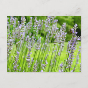 Bijen op de Lavender Summer Floral Briefkaart