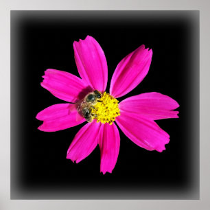 bijen op een roze bloem poster