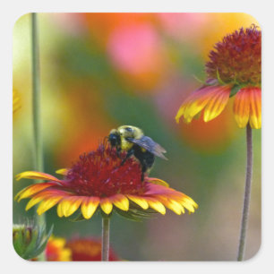 Bijen op Gaillardia Vierkante Sticker
