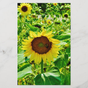 Bijen op gele zonnebloem briefpapier