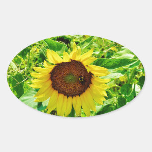 Bijen op gele zonnebloem ovale sticker