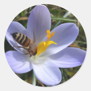 bijen op krokoes ronde sticker