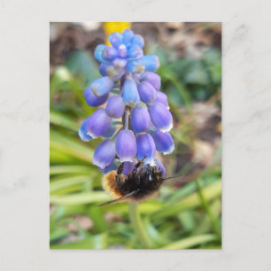 Bijen op Muscari Armeniacum, Grape Hyacinth Briefkaart