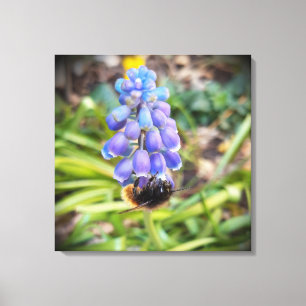 Bijen op Muscari Armeniacum, Grape Hyacinth Canvas Afdruk