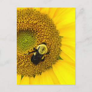 Bijen op zonnebloem briefkaart