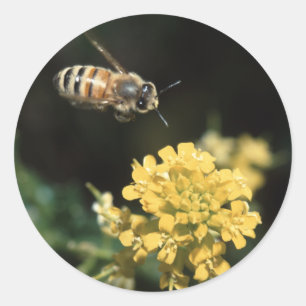 bijen ronde sticker