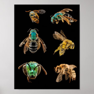 Bijen Vergrote afbeeldingen fokken insecteninsecte Poster
