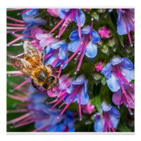 Bijenbier Macro Honingbij Natuur Kunst Poster