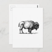 bijenbuffelkoel briefkaart (Voorkant / Achterkant)