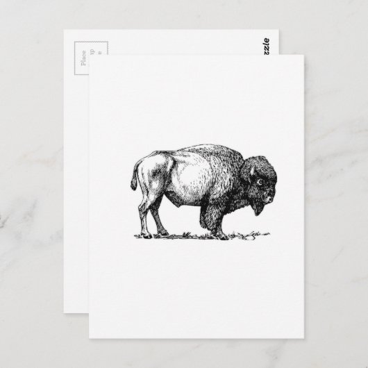 bijenbuffelkoel briefkaart (Voorkant / Achterkant)