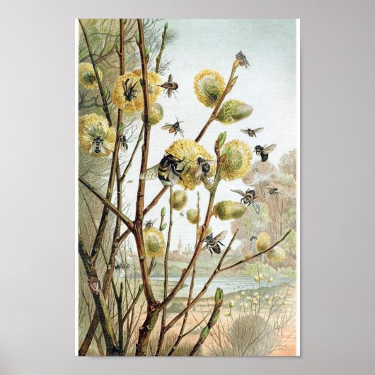 bijenillustratie poster (Voorkant)