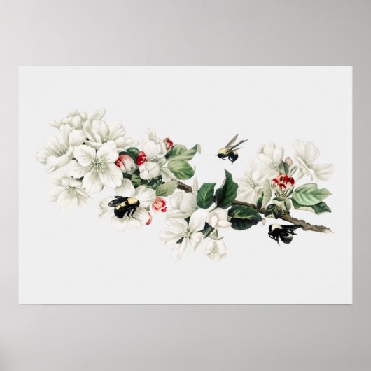  bijenillustratie poster (Voorkant)