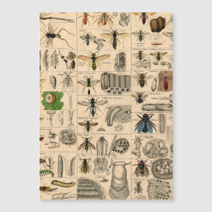 Bijeninsect insect wesp natuurlijke Natuur bijen s