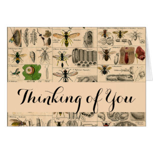 Bijeninsect insect wesp natuurlijke Natuur bijen s