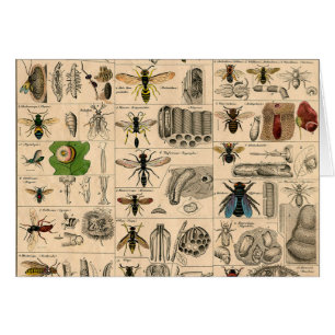 Bijeninsect insect wesp natuurlijke Natuur bijen s