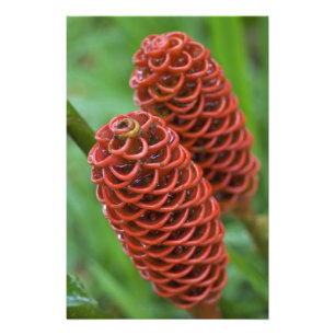 Bijenkorf gember, Zingiber spectabile), Foto Afdruk