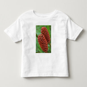 Bijenkorf gember, Zingiber spectabile), Kinder Shirts
