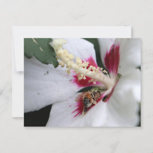 Bijenkorf Hibiscus Stuifmeel Feest Briefkaart