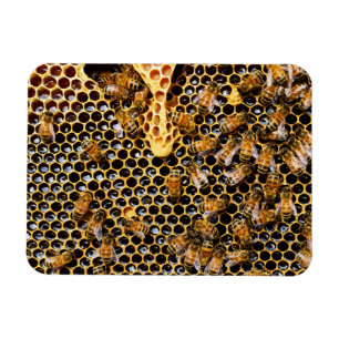 Bijenkorf met Honeycomb dichtbij Magneet