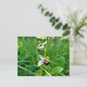 bijenorchidee briefkaart