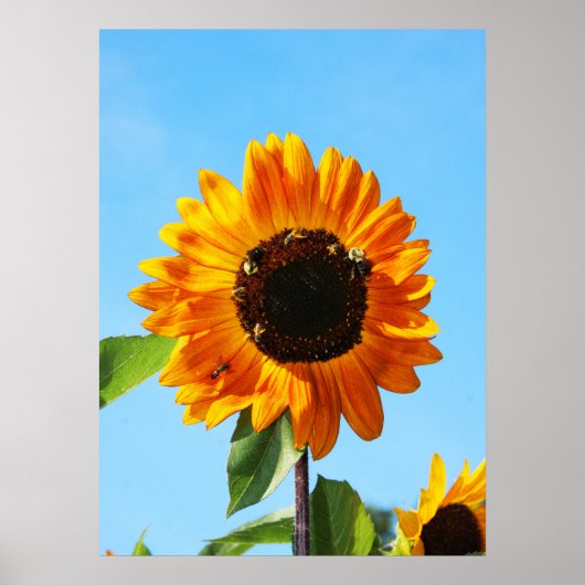 Bijenpartij 1 poster (Voorkant)