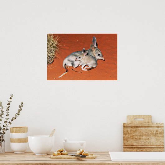 Bilby en Baby Resting in het woestijnPoster Poster (Keuken)