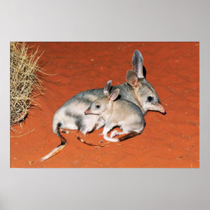 Bilby et bébé au repos dans le désert Affiche