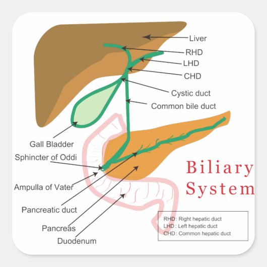 Biliaire systeemdiagram vierkante sticker (Voorkant)