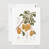 Bilimbi Briefkaart (Voorkant / Achterkant)