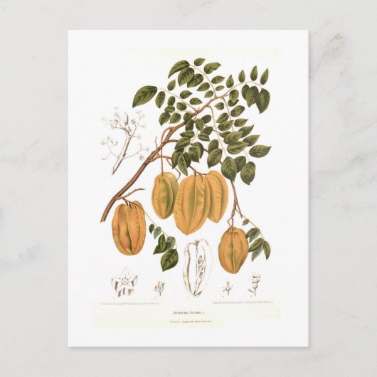 Bilimbi Briefkaart (Voorkant)