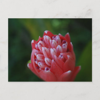 Billbergia Bromeliad Briefkaart