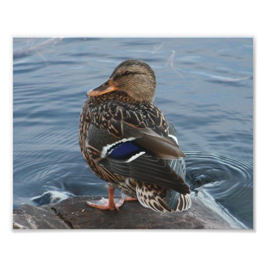 Bill's Duck Foto Afdruk (Voorkant)