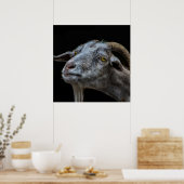 Billy geiten op zwarte achtergrond poster (Keuken)