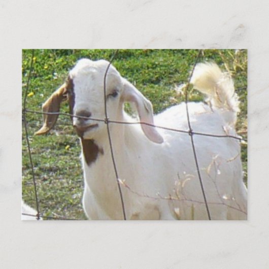 Billy Goat 2 Briefkaart (Voorkant)