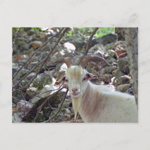 Billy Goat Briefkaart