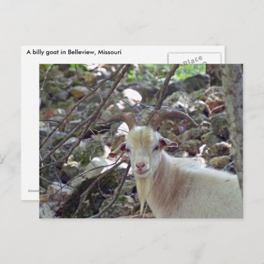 Billy Goat Briefkaart (Voorkant / Achterkant)