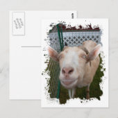 Billy Goat Briefkaart (Voorkant / Achterkant)