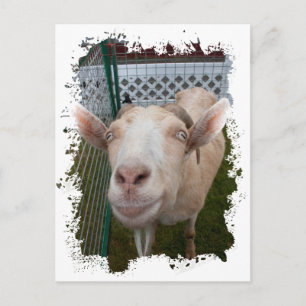 Billy Goat Briefkaart