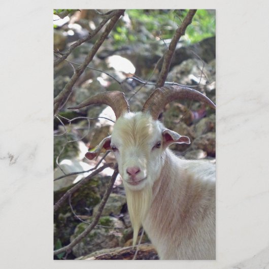 Billy Goat Briefpapier (Voorkant)