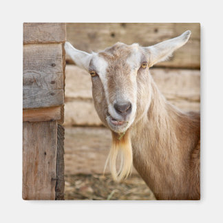 Billy Goat Eating Magneet