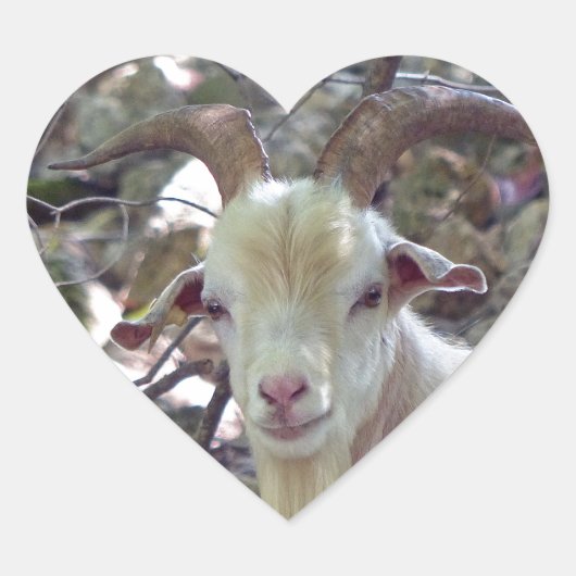 Billy Goat Hart Sticker (Voorkant)