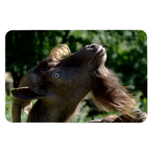 Billy Goat Magneet