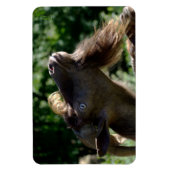 Billy Goat Magneet (Verticaal)