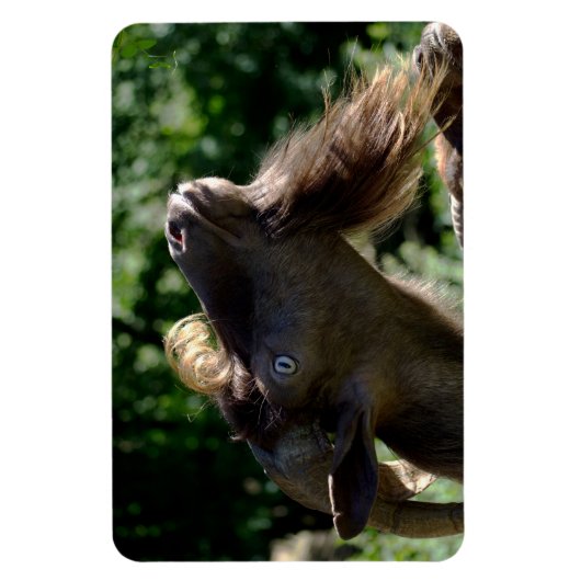 Billy Goat Magneet (Verticaal)